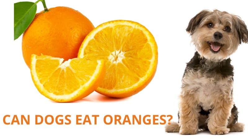 Can Dogs Eat Oranges?Everything You Need to Know