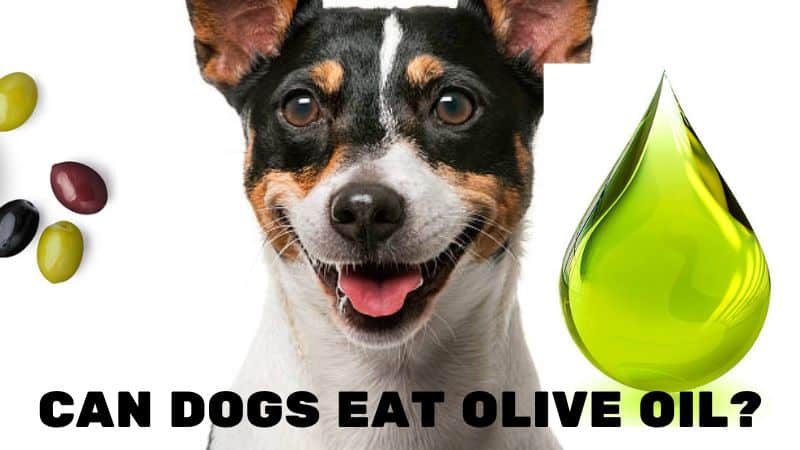 Can dogs eat Olive oil?Reasons to Add Olive Oil to Your Dog’s Diet