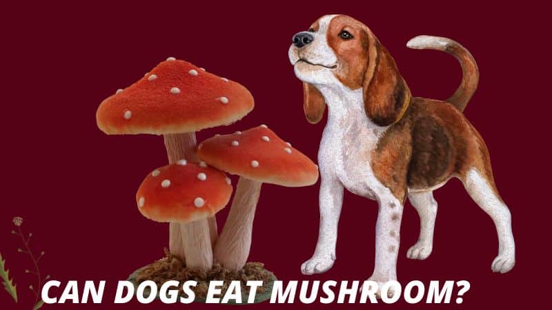 Can Dogs Eat Mushroom?Everything You Need to Know