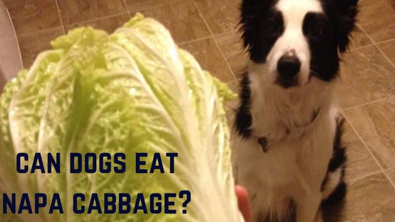 Can Dogs Eat Napa Cabbage?Vet Approved Facts