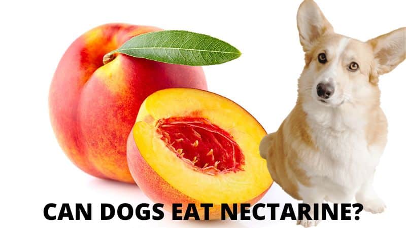 Can Dogs Eat Nectarine?Vet Approved Facts