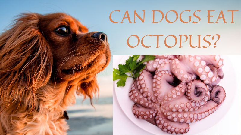 Can dogs eat octopus? Raw,Coocked or Dried - Doggie Food Items