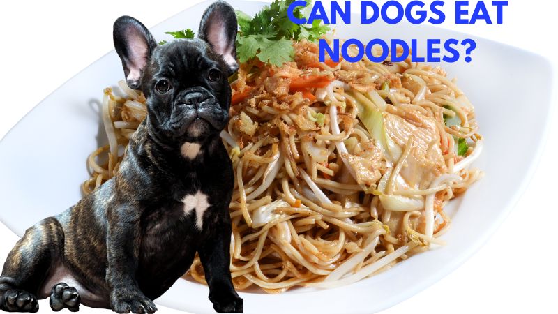 Can Dogs Eat Noodles?