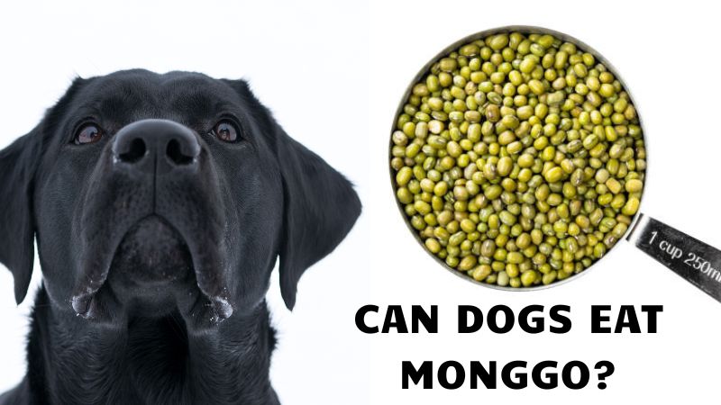 Can Dogs Eat Monggo?