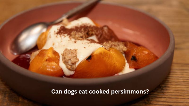 CAN DOGS EAT COOCKED PERSIMMONS