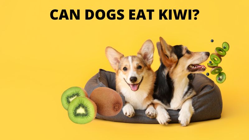 CAN DOGS EAT KIWI?