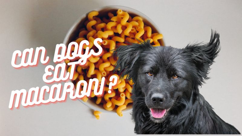 CAN DOGS EAT MACARONI?