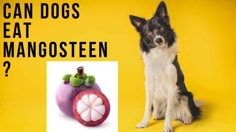 can dogs eat mangosteen fruit