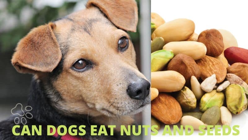 Can Dogs Eat Nuts and Seeds?