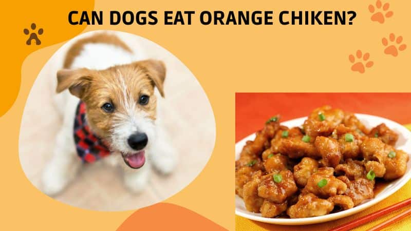 Can Dogs Eat Orange Chicken?Benefits and Risks 2024