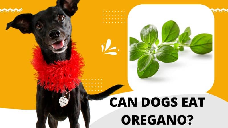 Can Dogs Eat Oregano?Everything You Need to Know