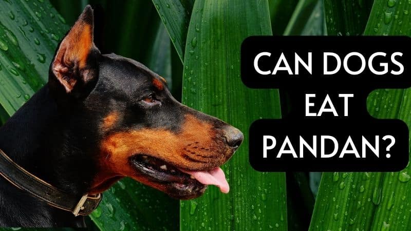 CAN DOGS EAT PANDAN