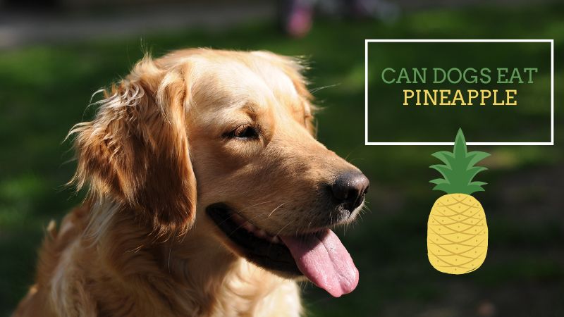 Can Dogs Eat Pineapples?