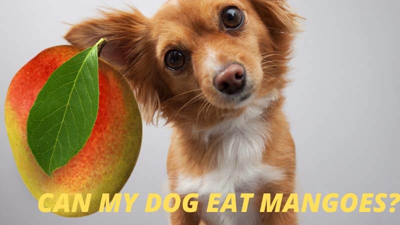 Can my dog eat Mangoes?Everything You Need to Know