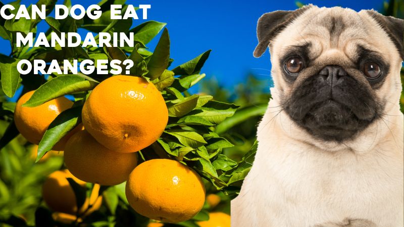 Can Dog Eat Mandarin Oranges?