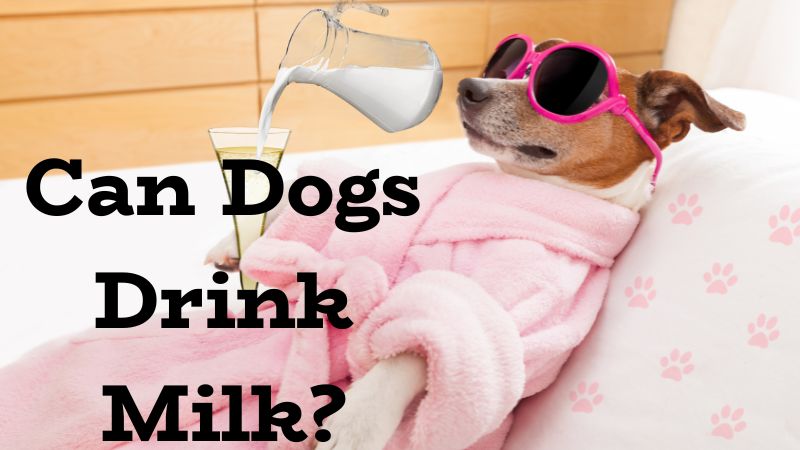 Can Dogs Drink Milk?Health Risks of Milk for Dogs