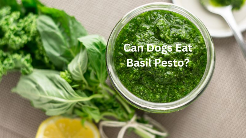 Can Dogs Eat Basil Pesto