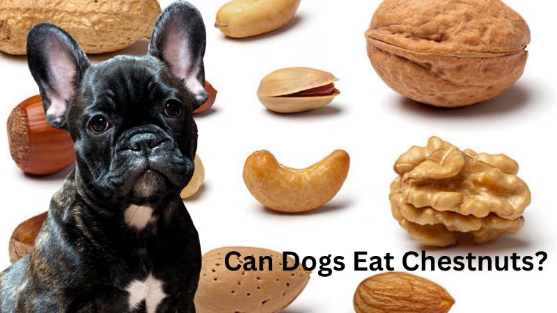 Can Dogs Eat Chestnuts?What You Should Know!