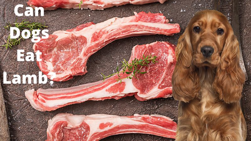 Can Dogs Eat Lamb?Vet-Verified Nutrition Facts & Safety Guide