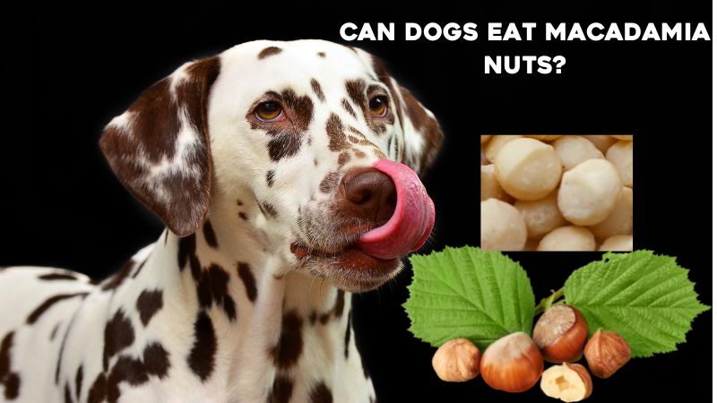 Can Dogs Eat Macadamia Nuts?