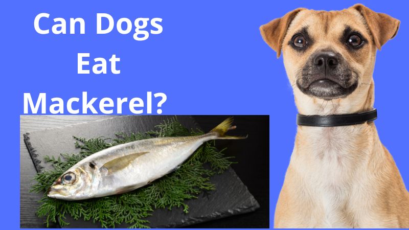 Can Dogs Eat Mackerel? 