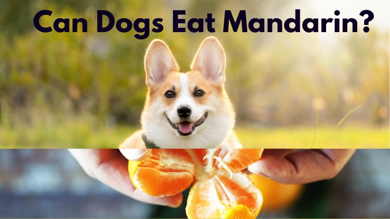 Can Dogs Eat Mandarin?