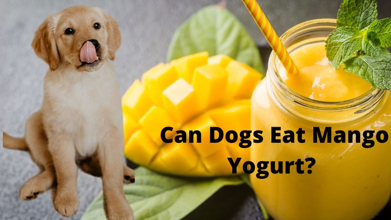 Can Dogs Eat Mango Yogurt? 
