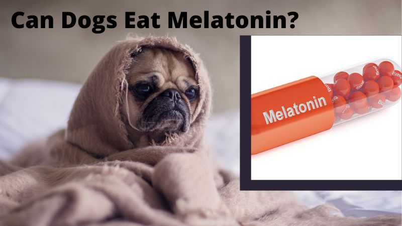 can dogs eat melatonin