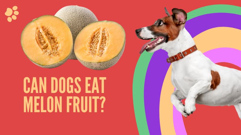 Can Dogs Eat Melon Fruit?