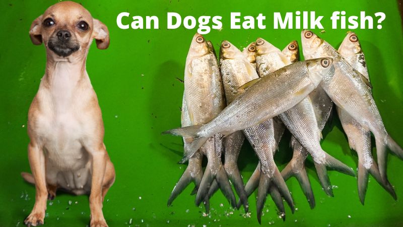 Can Dogs Eat Milk fish?