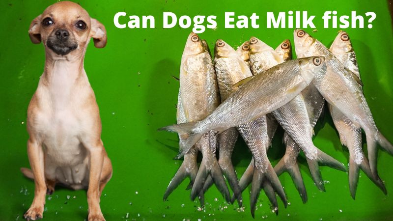 Can Dogs Eat Milk fish-min