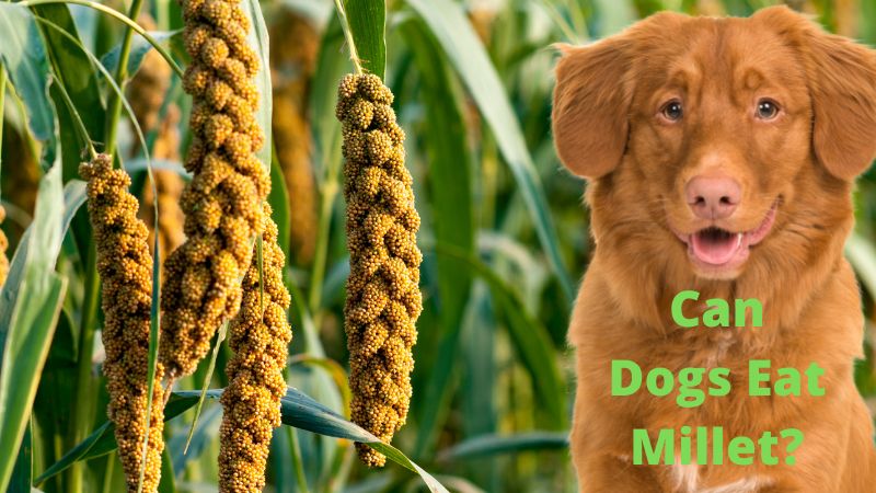 Can Dogs Eat Millet