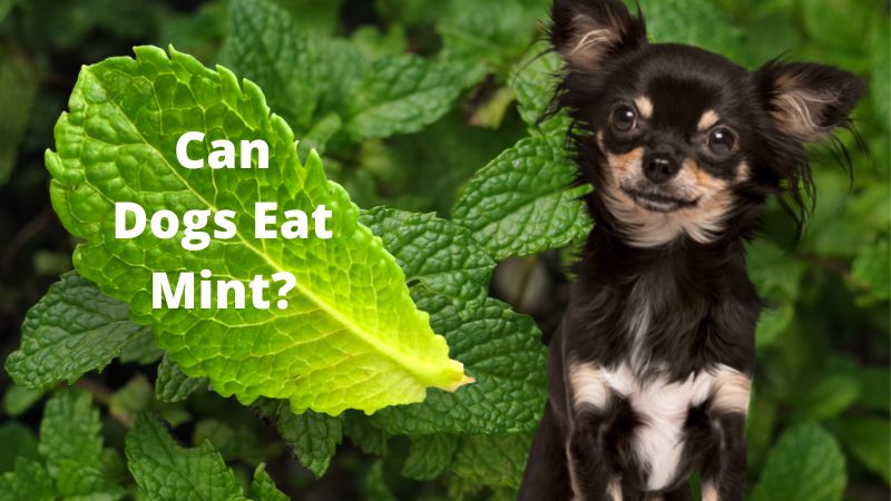 Can Dogs Eat Mint