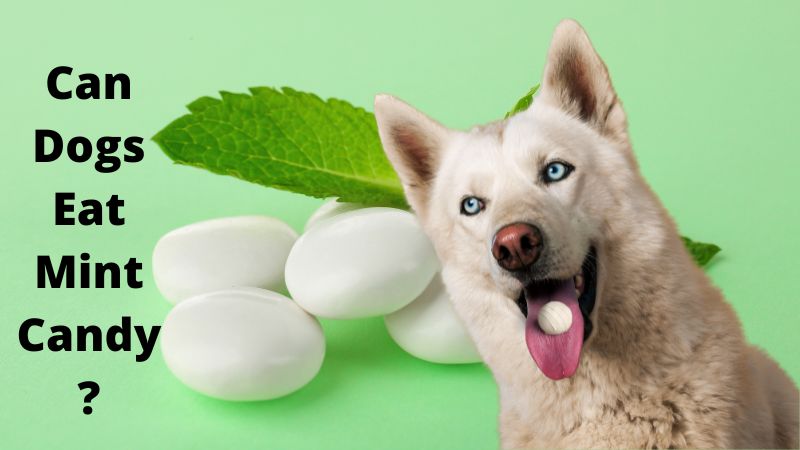 Can Dogs Eat Mint Candy?