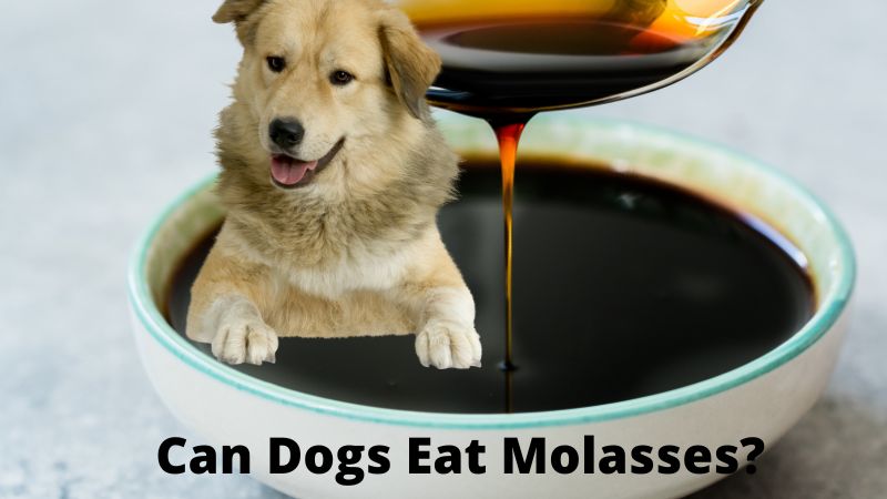 Can Dogs Eat Molasses?