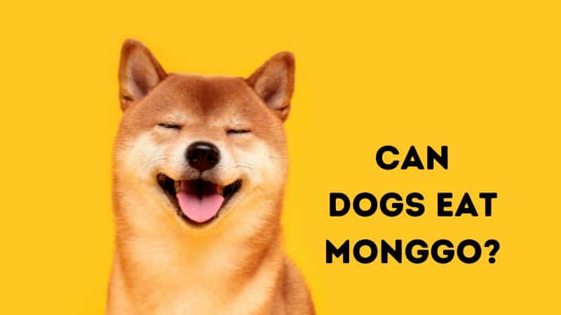 Can Dogs Eat Monggo
