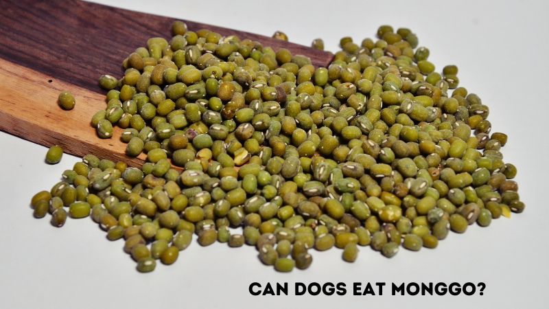 Can Dogs Eat Monggo