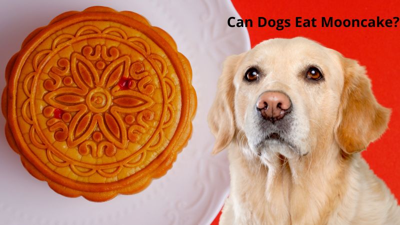 Can Dogs Eat Mooncake?