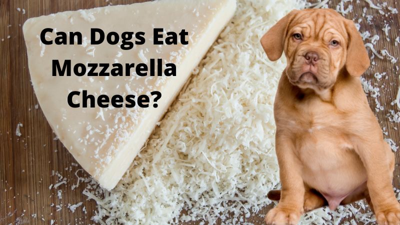 what happens if a dog eat mozzarella cheese