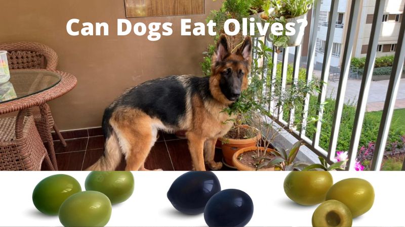 Can Dogs Eat Olives?Vet Approved Facts