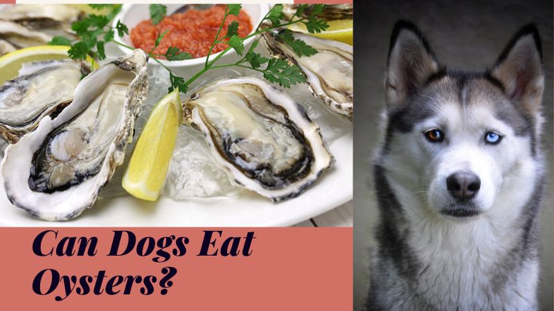 Can Dogs Eat Oysters