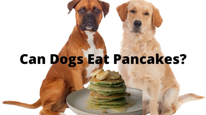 Can Dogs Eat Pancakes?Benefits & Risks