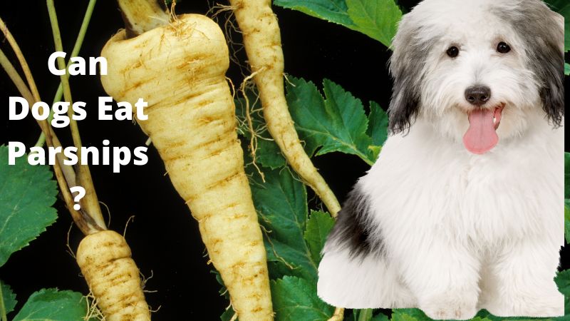 Can Dogs Eat Parsnips?