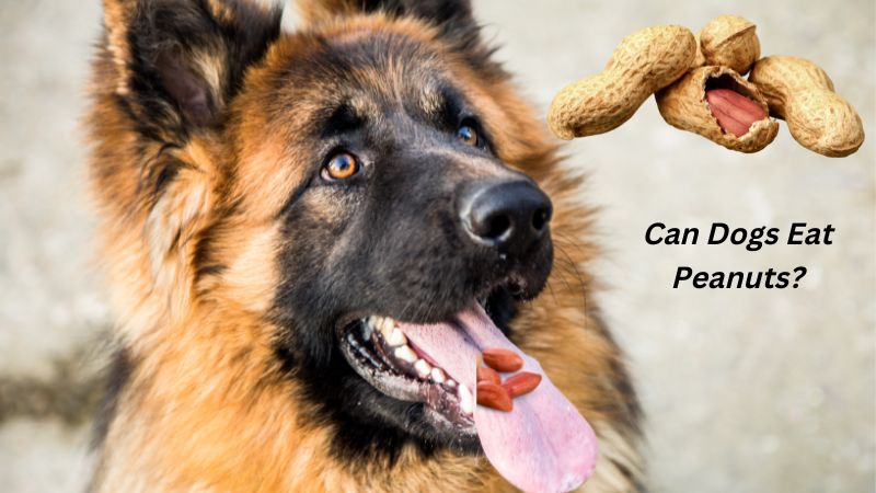 Can Dogs Eat Peanuts?Vet-Reviewed Potential Risks & Benefits