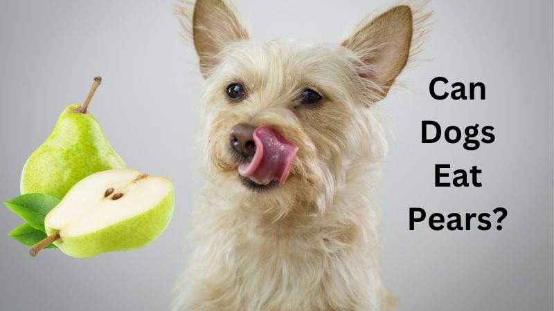 Can Dogs Eat Pears