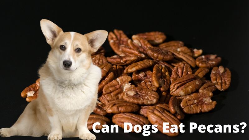 Can Dogs Eat Pecans?Vet-Reviewed Potential Risks & Benefits