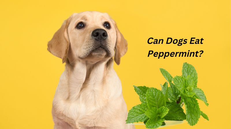Can Dogs Eat Peppermint?