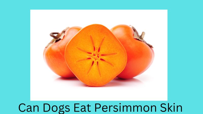 Can Dogs Eat Persimmon Skin