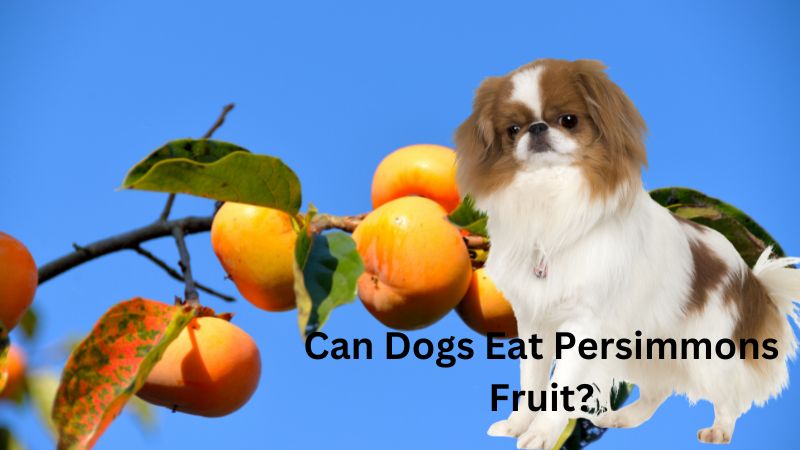 Can Dogs Eat Persimmons Fruit?
