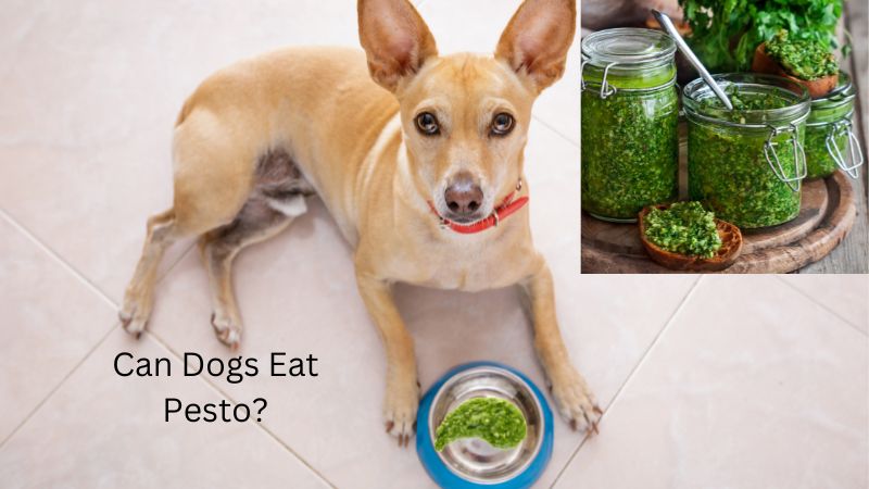 Can Dogs Eat Pesto?Vet-Reviewed Potential Risks & Benefits